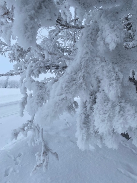 Frosted Tree